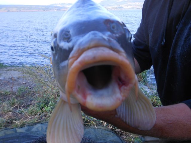 Detail fotografie - Kapr, Boilies Boss2 - Oliheň, 12,0 kg, 81 cm, Jihomoravský kraj