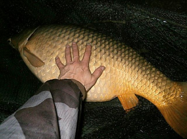 Detail fotografie - Kapr, Boilies Boss2 - Cherry - Super Crab, 15,0 kg, Středočeský kraj