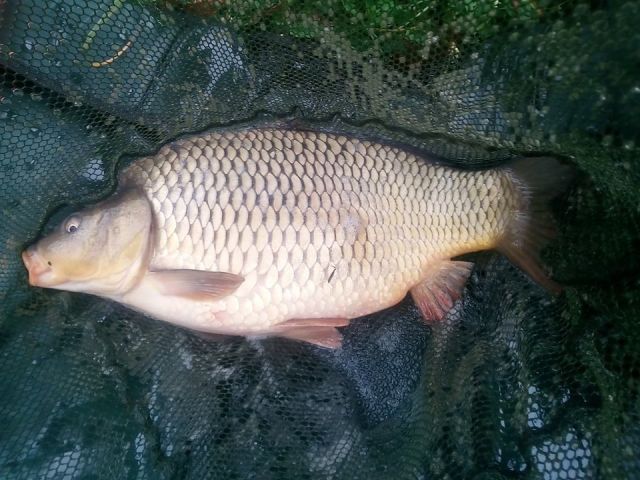 Detail fotografie - Kapr, Pop Up boilies Carp Servis, Jihočeský kraj