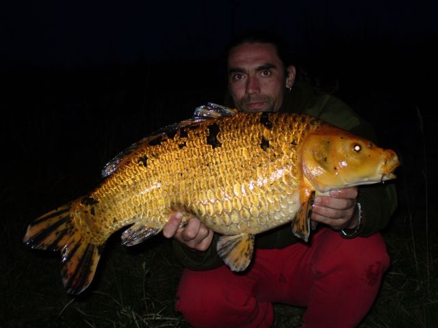 Detail fotografie - Kapr, Boilies Boss2 DOPING - Oliheň - Chobotnice, 7,0 kg, 76 cm, Jihomoravský kraj