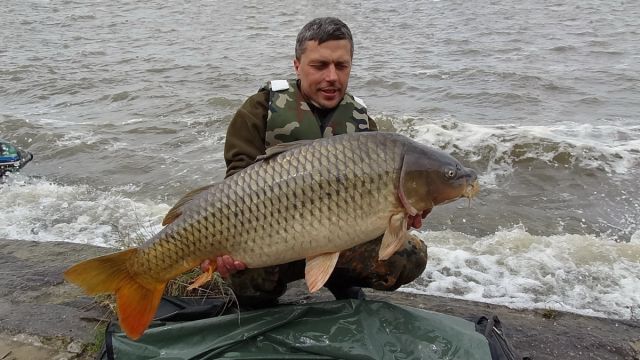 Detail fotografie - Kapr, Boilies Boss2 - Chobotnice, Jihomoravský kraj