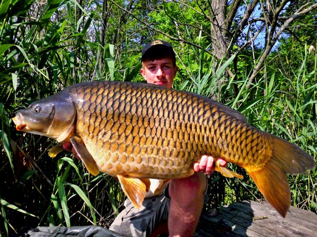 Detail fotografie - Kapr, Boilies Boss2 DOPING - Oliheň - Chobotnice, 15,8 kg, 95 cm, Maďarsko