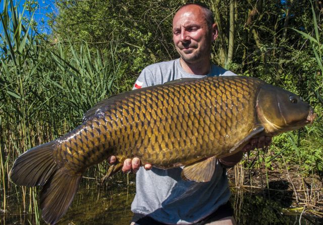 Detail fotografie - Kapr, 13,5 kg, Pardubický kraj