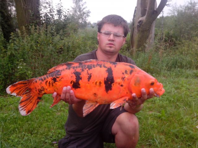 Detail fotografie - Kapr, Boilies Boss2 SPECIÁL - Přírodní játra, 6,5 kg, 68 cm, Pardubický kraj