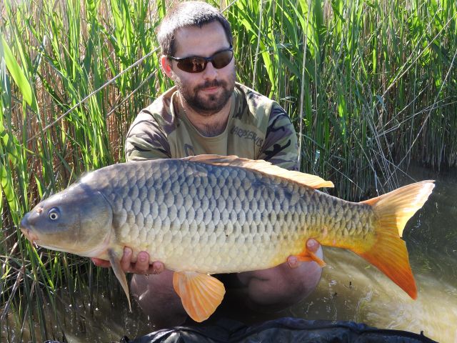 Detail fotografie - Kapr, Boilies Boss2 MAGIC - Pikanter, 9,0 kg, Jihočeský kraj