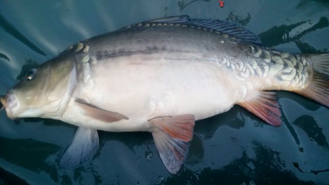 Detail fotografie - Kapr, Boilies Boss2 SPECIÁL - Přírodní játra, 70 cm, Jihočeský kraj